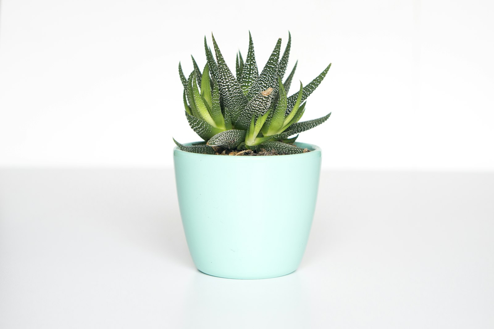 低污染塗料牆面與綠色植栽